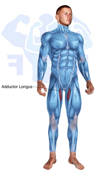 Image of the skeletal muscular system with the muscles used for Hip Adductors Exercises for Men highlighted in red and the rest in blue.