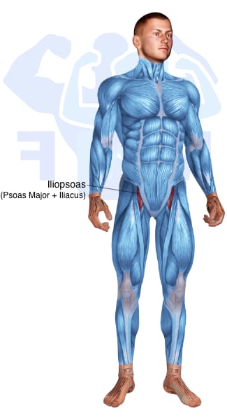 Image of the skeletal muscular system with the muscles used for Iliopsoas Exercises for Men highlighted in red and the rest in blue.