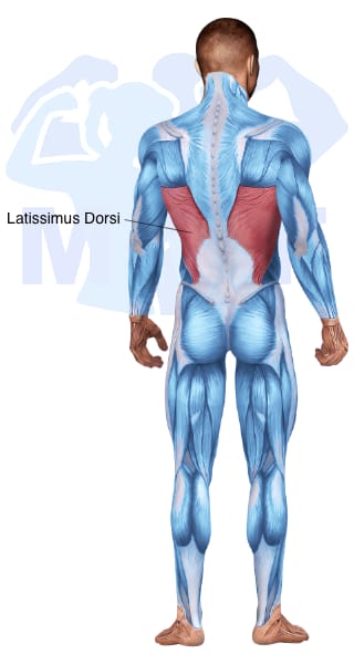 Image of the skeletal muscular system with the muscles used for Latissimus Dorsi Exercises for Men highlighted in red and the rest in blue.
