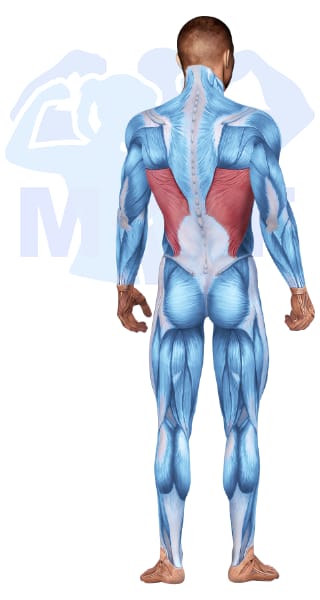 Image of the skeletal muscular system with the muscles used for Lats Exercises for Men highlighted in red and the rest in blue.