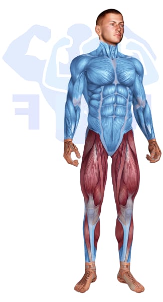 Image of the skeletal muscular system with the muscles used for Legs Exercises for Men highlighted in red and the rest in blue.
