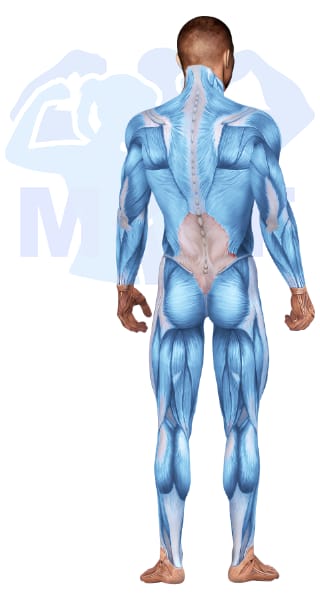 Image of the skeletal muscular system with the muscles used for Lower Back Exercises for Men highlighted in red and the rest in blue.