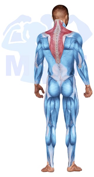 Image of the skeletal muscular system with the muscles used for Neck Exercises for Men highlighted in red and the rest in blue.