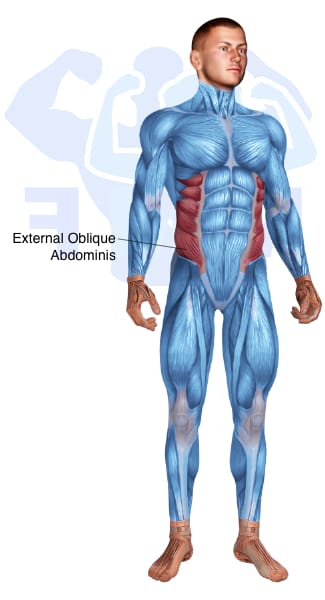 Image of the skeletal muscular system with the muscles used for Obliques Exercises for Men highlighted in red and the rest in blue.
