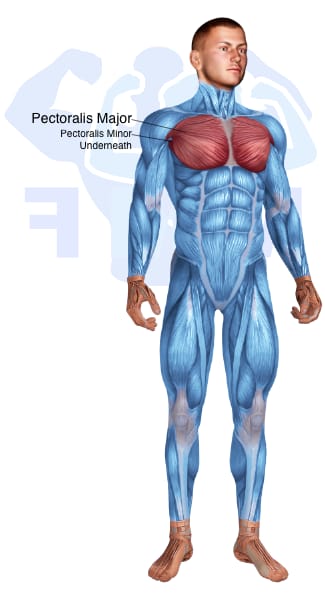 Image of the skeletal muscular system with the muscles used for Pectoralis Major   Sternal Exercises for Men highlighted in red and the rest in blue.