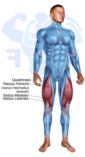 Image of the skeletal muscular system with the muscles used for Quadriceps Exercises for Men highlighted in red and the rest in blue.