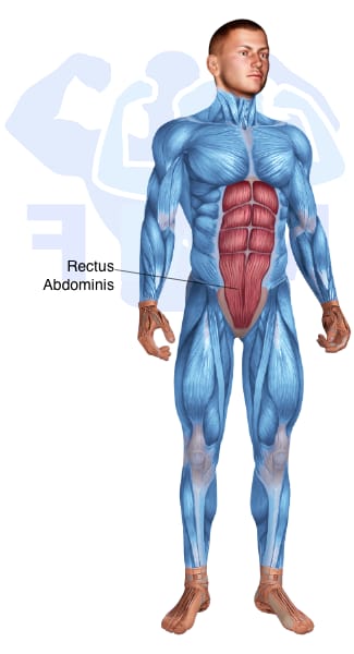 Image of the skeletal muscular system with the muscles used for Rectus Abdominis Exercises for Men highlighted in red and the rest in blue.