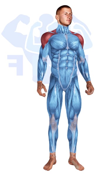 Image of the skeletal muscular system with the muscles used for Shoulders Exercises for Men highlighted in red and the rest in blue.