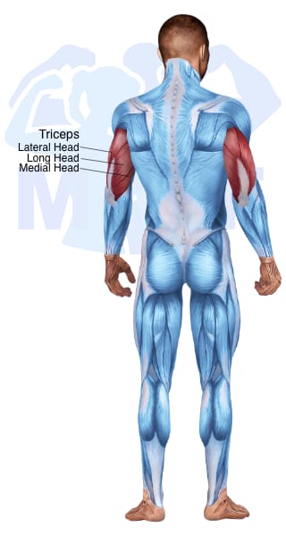 Image of the skeletal muscular system with the muscles used for Triceps Brachii Exercises for Men highlighted in red and the rest in blue.