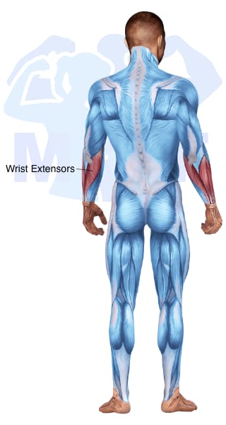 Image of the skeletal muscular system with the muscles used for Wrist Extensors Exercises for Men highlighted in red and the rest in blue.