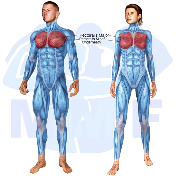 Man and Woman Skeletal Muscle System with Pectoralis Major and Pectoralis Minor highlighted and Labeled