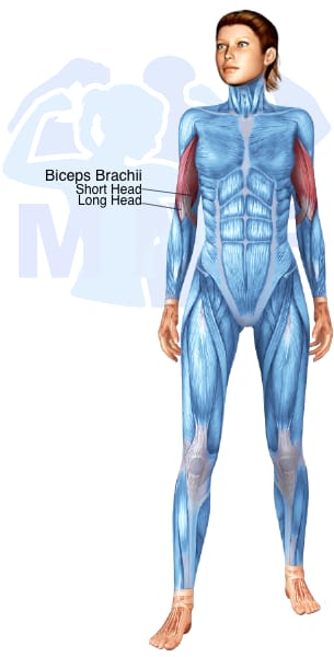 Image of the skeletal muscular system with the muscles used for Biceps Exercises for Women highlighted in red and the rest in blue.