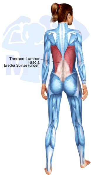 Image of the skeletal muscular system with the muscles used for Erector Spinae Exercises for Women highlighted in red and the rest in blue.