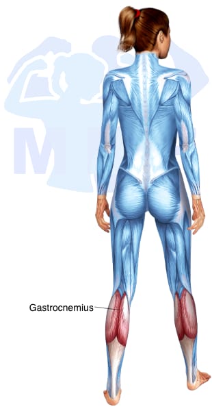 Image of the skeletal muscular system with the muscles used for Gastrocnemius Exercises for Women highlighted in red and the rest in blue.