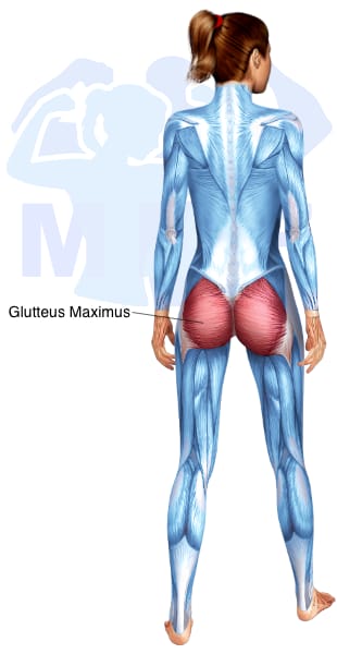 Image of the skeletal muscular system with the muscles used for Gluteus Maximus Exercises for Women highlighted in red and the rest in blue.