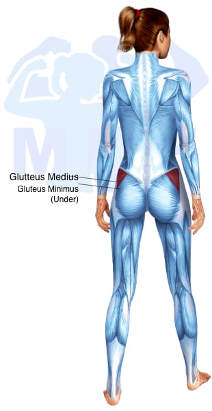 Image of the skeletal muscular system with the muscles used for Gluteus Medius Exercises for Women highlighted in red and the rest in blue.