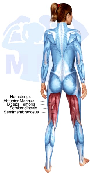 Image of the skeletal muscular system with the muscles used for Hamstrings Exercises for Women highlighted in red and the rest in blue.
