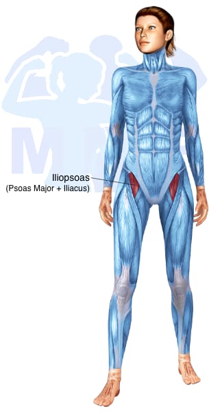 Image of the skeletal muscular system with the muscles used for Iliopsoas Exercises for Women highlighted in red and the rest in blue.