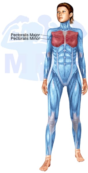 Image of the skeletal muscular system with the muscles used for Pectoralis Major Exercises for Women highlighted in red and the rest in blue.