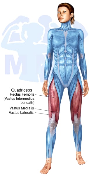 Image of the skeletal muscular system with the muscles used for Quadriceps Exercises for Women highlighted in red and the rest in blue.