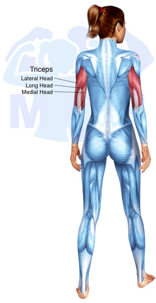 Image of the skeletal muscular system with the muscles used for Triceps Brachii Exercises for Women highlighted in red and the rest in blue.