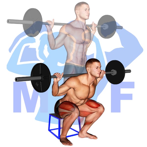 Barbell Box Squat Exercise