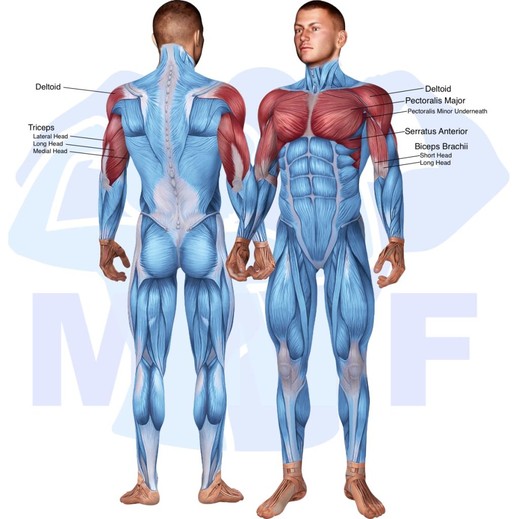 Smith Machine Bench Press: Your Complete Tutorial