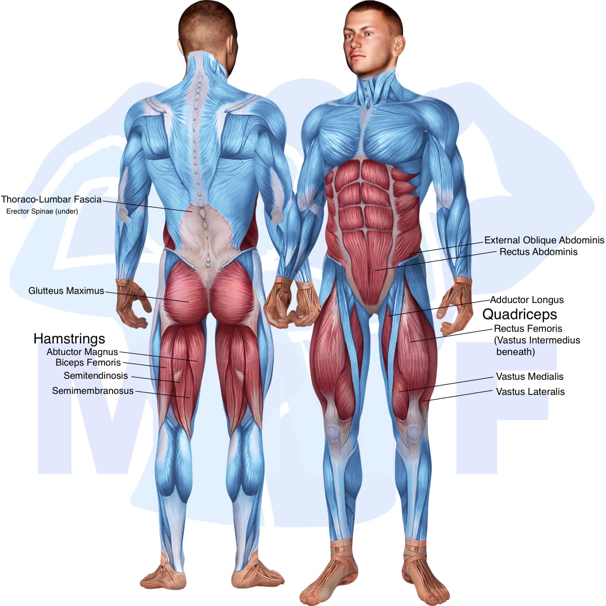 Image of the skeletal muscular system with the muscles used in the smith bent knee good morning exercise highlighted in red and the rest in blue.