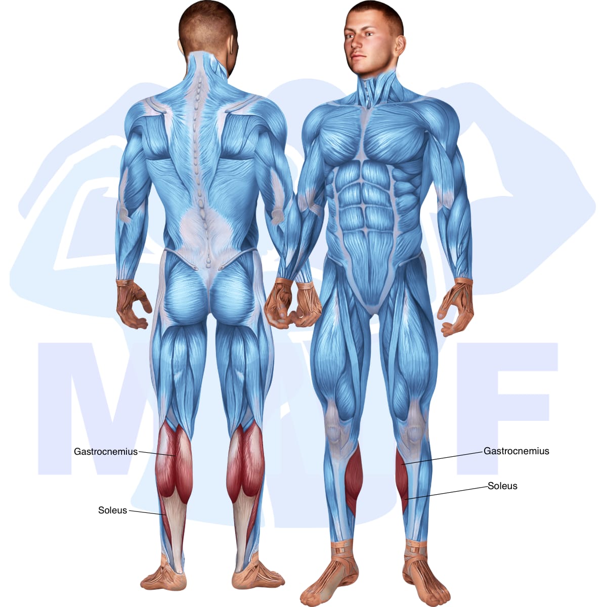 Image of the skeletal muscular system with the muscles used in the smith calf raise exercise highlighted in red and the rest in blue.