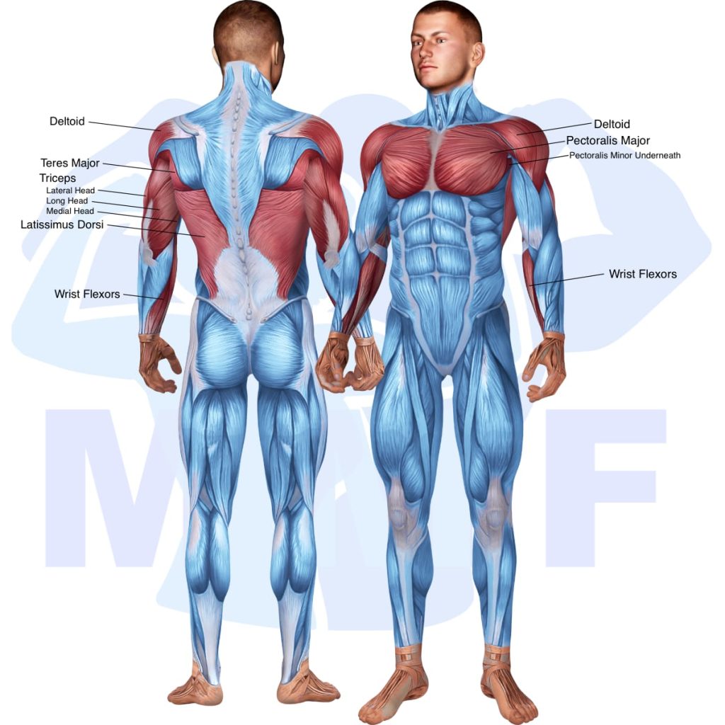 Smith Machine Incline Tricep Extension Your Easy HowTo Tutorial
