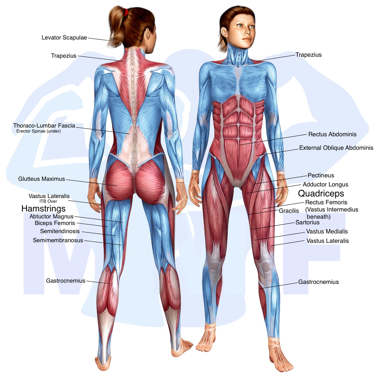 Image of the skeletal muscular system with the muscles used in the squat sidekick exercise highlighted in red and the rest in blue.