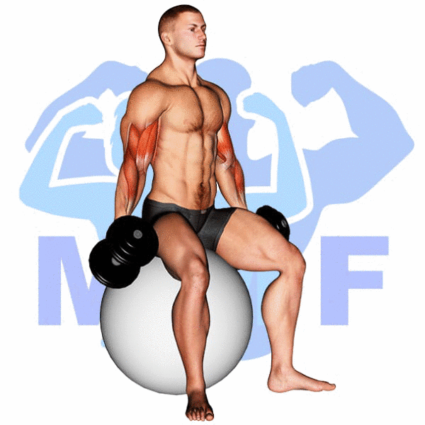 Man Performing Stability Ball Dumbbell Curl