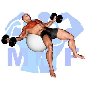 Graphic image of Stability Ball Dumbbell Fly.