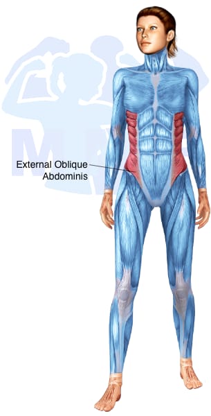 Image of the skeletal muscular system with the muscles used for Obliques Exercises for Women highlighted in red and the rest in blue.